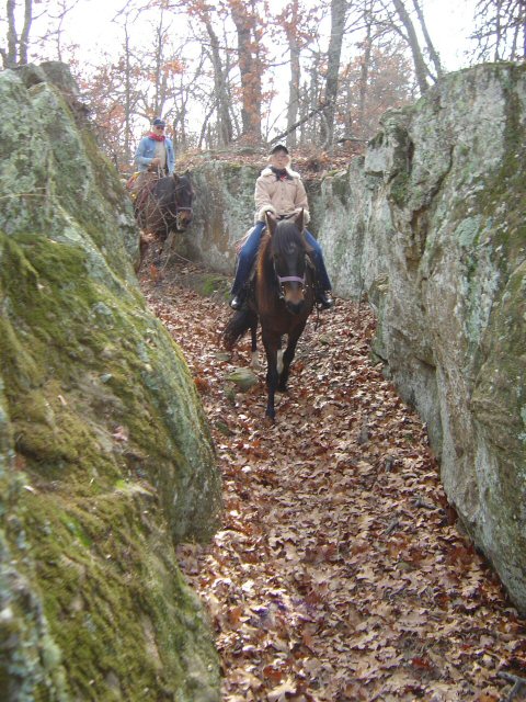 Trail Riding Peruvian Paso geldings at Sportsmans Lake Equestrian Riding Trails